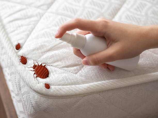 Best Spider Control Near Me  in Hastings On Hudson, NY