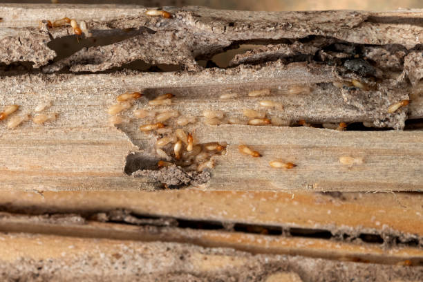 Best Residential Pest Control  in Hastings On Hudson, NY